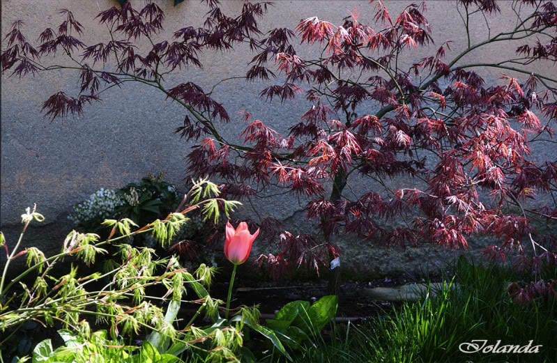 ACERS, QUÉ PASIÓN!!! - Página 4 _DSC2807rec