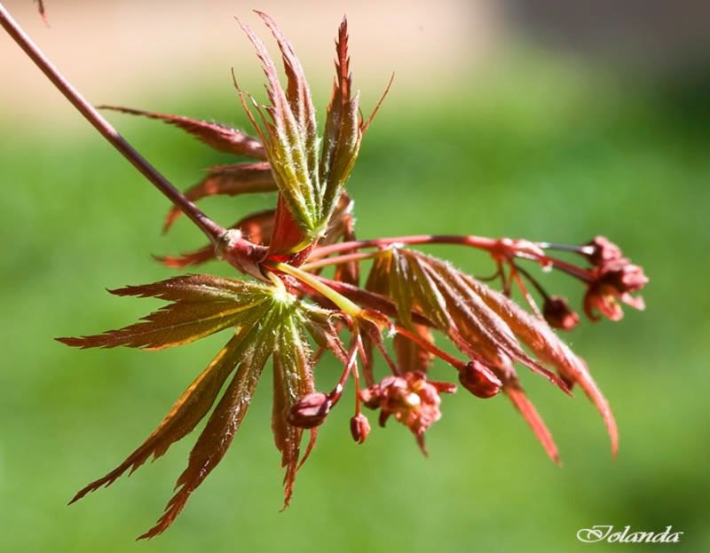 ACERS, QUÉ PASIÓN!!! - Página 5 _DSC4027rec