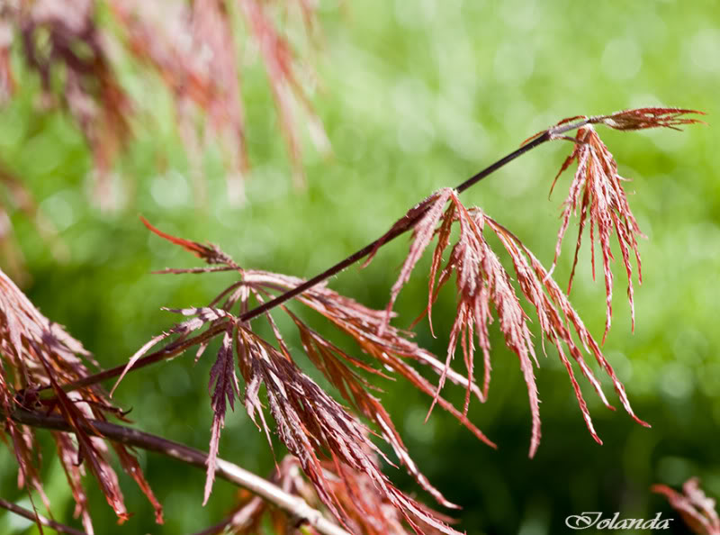 ACERS, QUÉ PASIÓN!!! - Página 4 _DSC4034rec