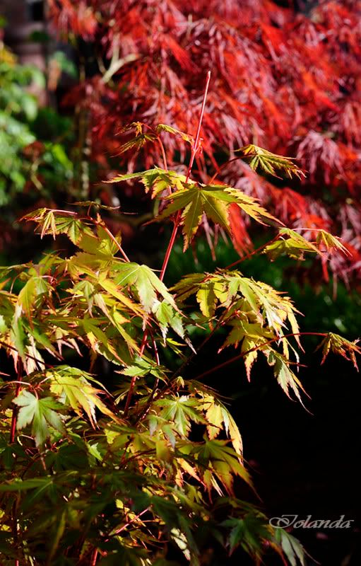 ACERS, QUÉ PASIÓN!!! - Página 5 _DSC4061rec