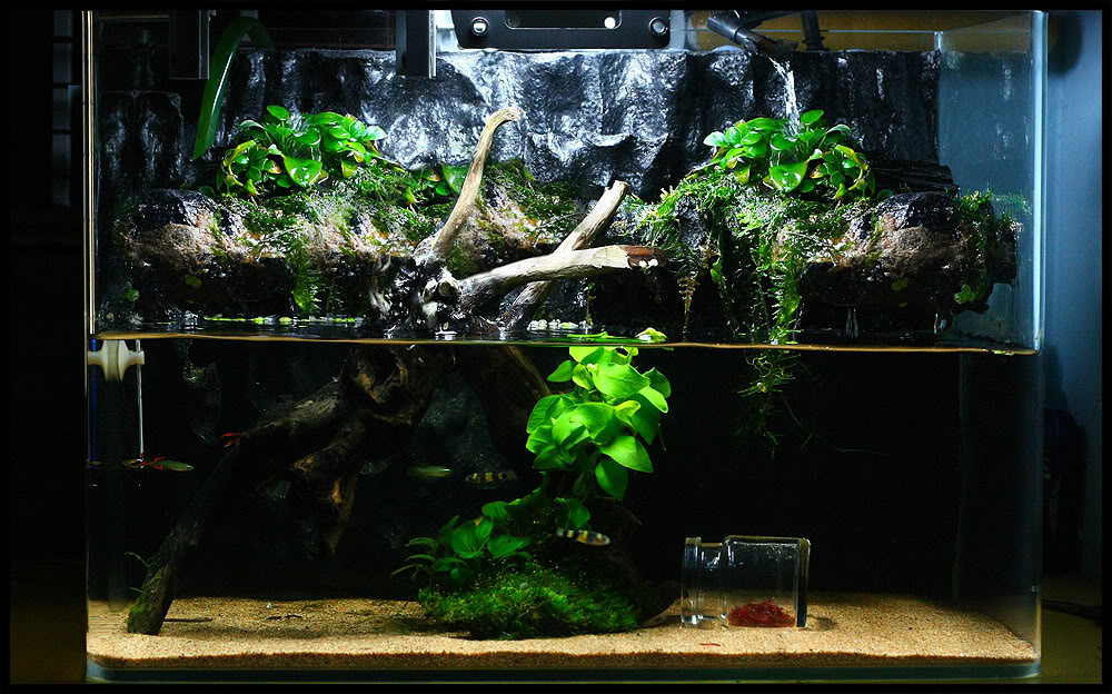 aquaterrarium o paludarium !!! Propose