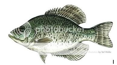 Crappie Identification Black20Crappie