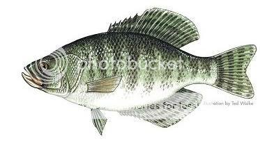 Crappie Identification White20Crappie