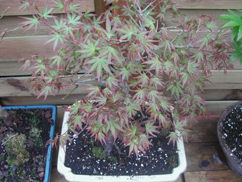 ACER KATSURA OU PAS ??? ERABLEPONSPRINTEMPS07-1