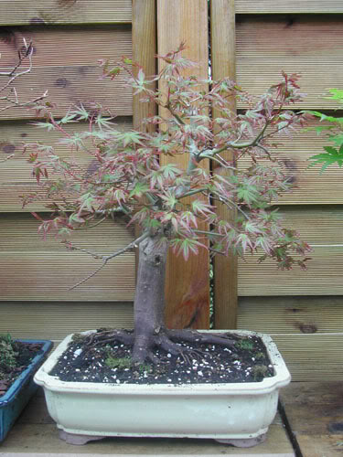 ACER KATSURA OU PAS ??? ERABLEPONSPRINTEMPS07