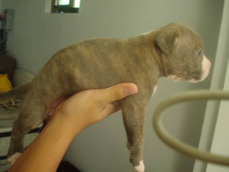 OTEK Pup For Sale DSC01344