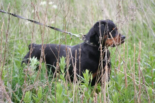 Wodan,Sierra en rambo op visite Afbeelding052