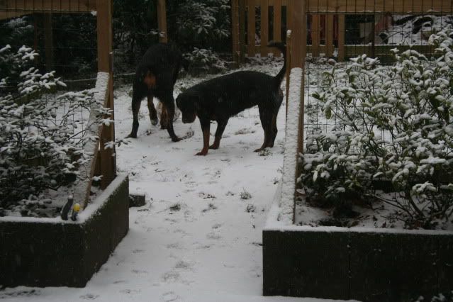 Wij hebben ook sneeuw Afbeelding005