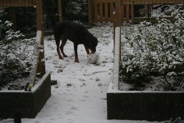 Wij hebben ook sneeuw Afbeelding007