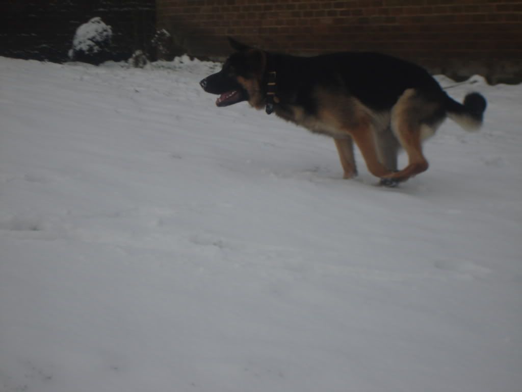 Caius in the snow DSC07647