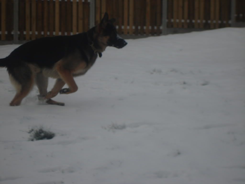 Caius in the snow DSC07648