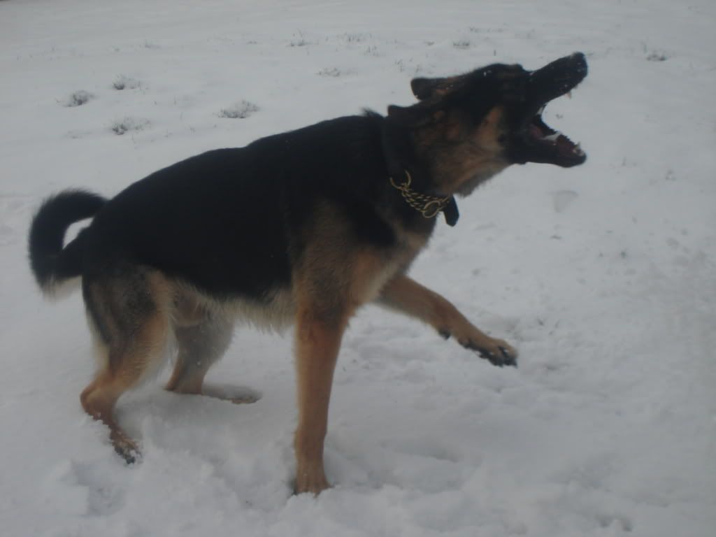 Caius in the snow DSC07653