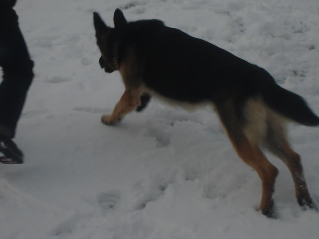 Caius in the snow DSC07665