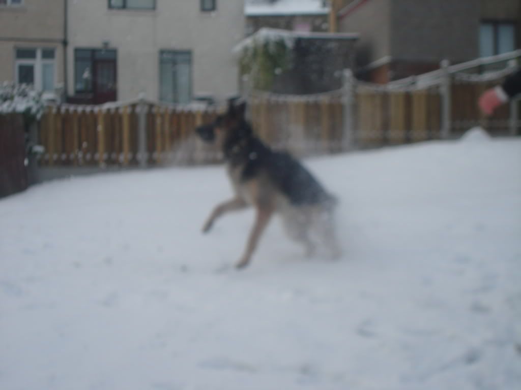 Caius in the snow DSC07683-1