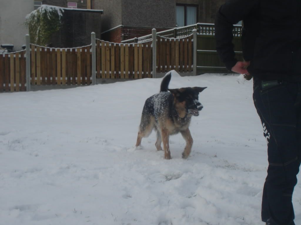 Caius in the snow DSC07685