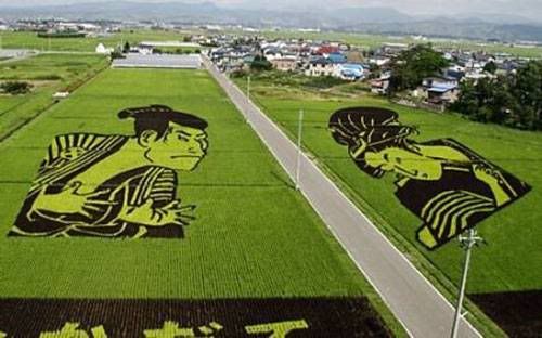 Japan's Rice Fields!!! Cid_40802845EABC4C19802067916DA97E4DPierrePCjpg8