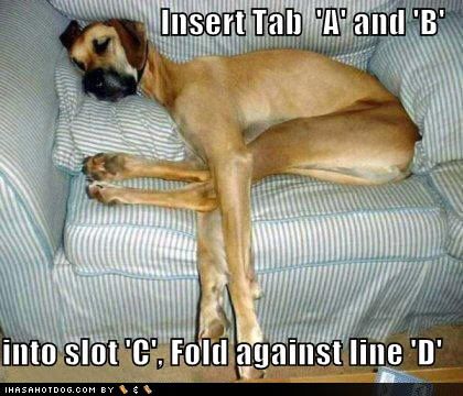 Shelley  Funny-dog-pictures-fold-dog-couch-directions