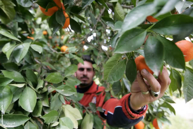 صور لموسم جني البرتقال والليمون2010 .. المكان غزة العزة فلسطين الأسيرة NQ6K6917