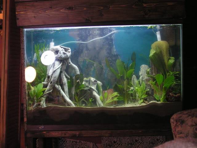 My 50 gal tall Copyof50gal005