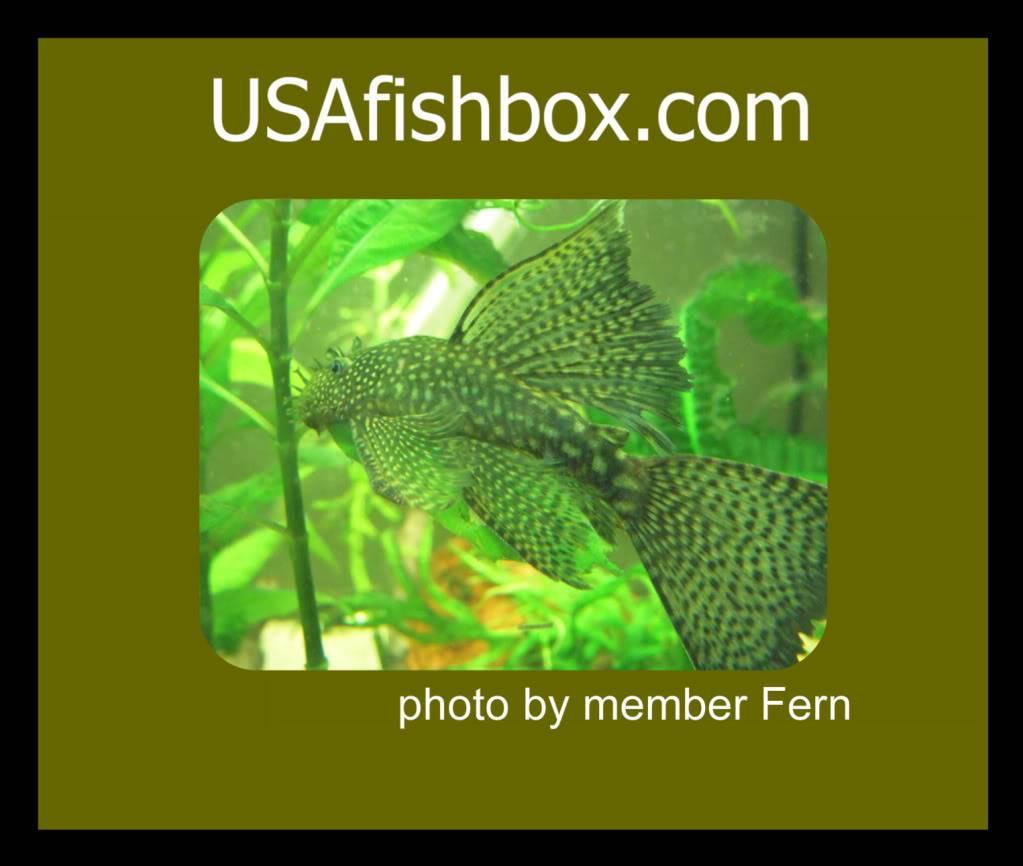 Just a pleco DSCN3792