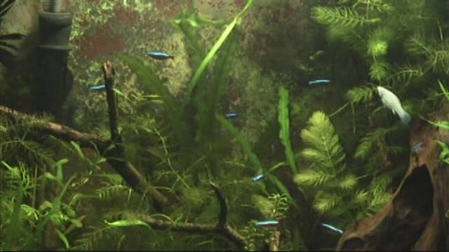 Some of my plants Endlers008