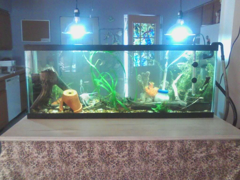 room divider tank Imagejpeg_2-Copy_zpsdae69fd8