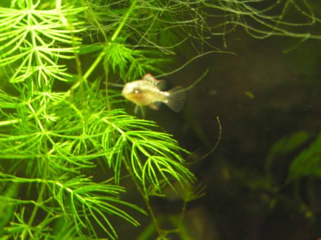 6 week old krib fry Miscoscar091