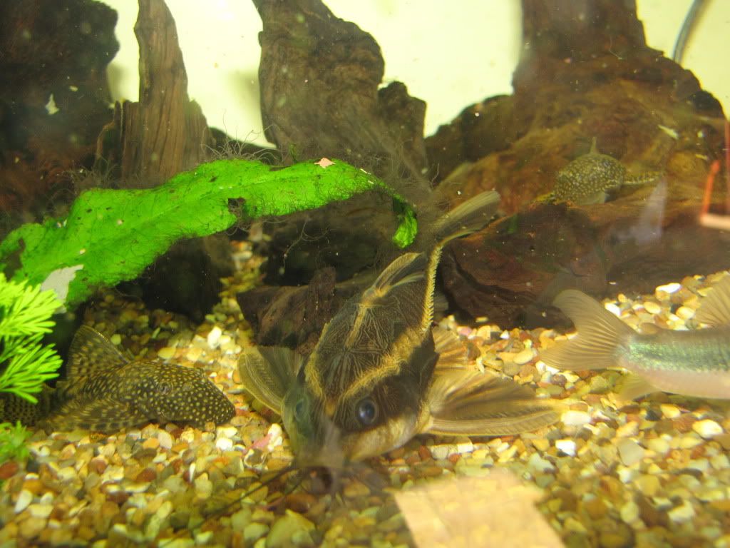 Platydoras costatus Aquarium29310347