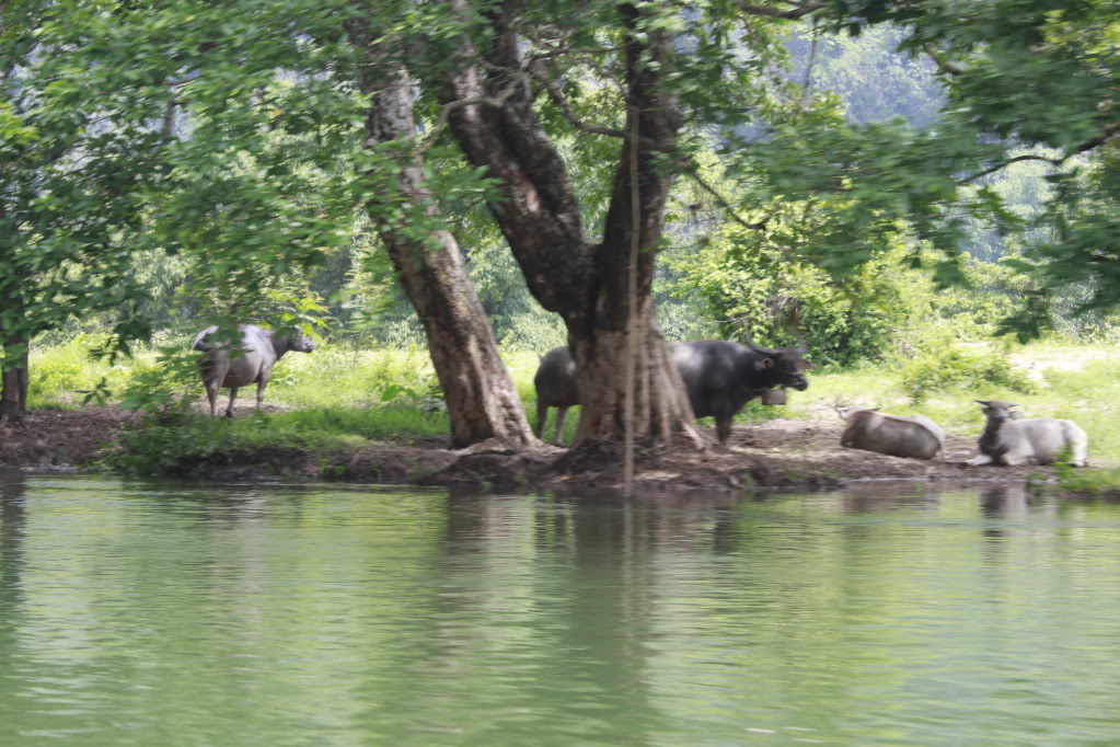 Ba Bể _MG_0578