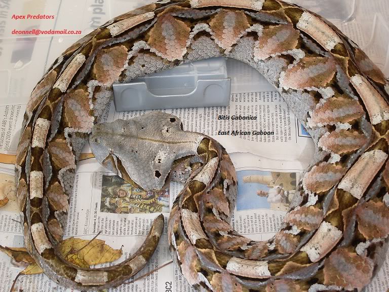 Some of our Large Bitis Species EastAfricanAd