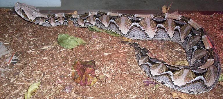 Some of our Large Bitis Species EastAfricanGaboonFemaleAd