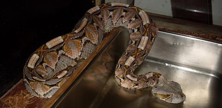 Some of our Large Bitis Species EastAfricanGaboonMaleAd