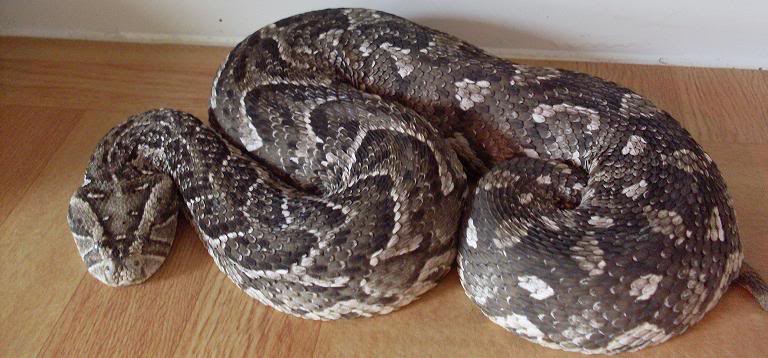 Some of our Large Bitis Species PuffAdderGravidFemale