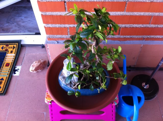 Mi primer bonsai es una carmona IMG_3663