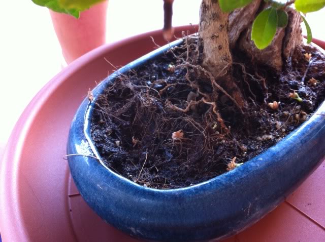 Mi primer bonsai es una carmona IMG_3667