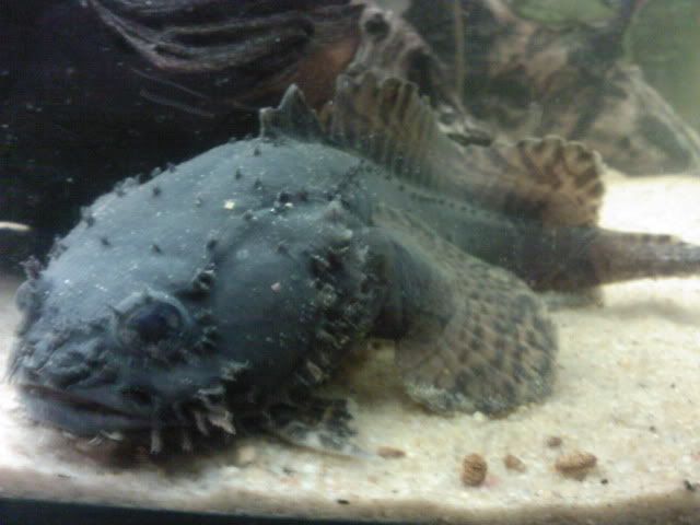 Mon toadfish ne mange plus (batrachomoeus trispinosus) SP_A0106