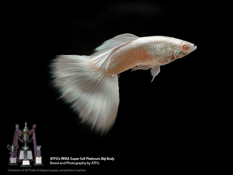 presentacion de mis guppy rrea white full platiniun albinos Fwguppies1340155680