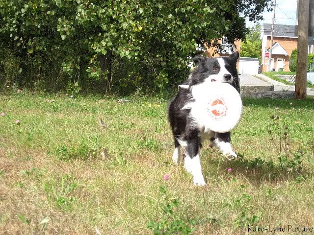 Frisbee au parc LesChiensauParc001