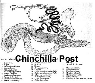 Anatomie et Squelette Chinchilla20Magen20Darm20Foto