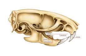 Anatomie du Rat Anatomiejpg22