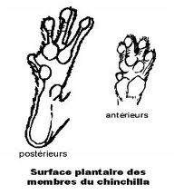 Anatomie et Squelette Ff