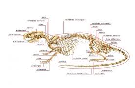 Anatomie du Rat Index