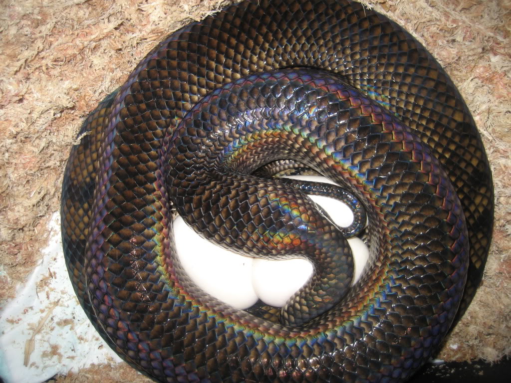 Scrub Python Picture Thread IMG_8186