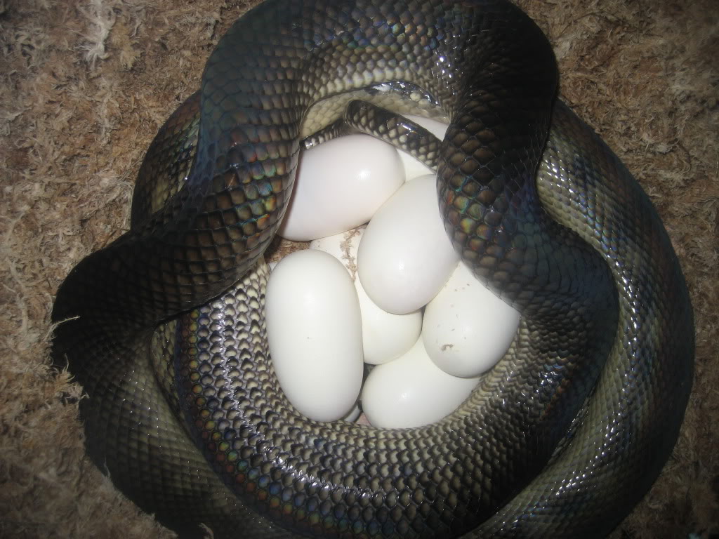 Scrub Python Picture Thread IMG_8430