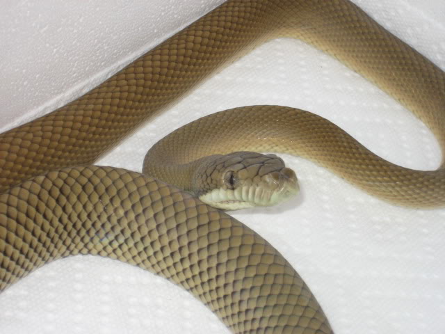 Scrub Python Picture Thread IMG_9643