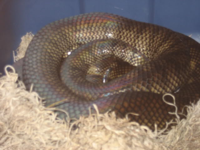 Scrub Python Picture Thread IMG_9854