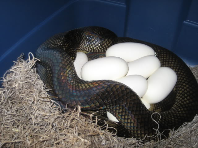 Scrub Python Picture Thread IMG_9865