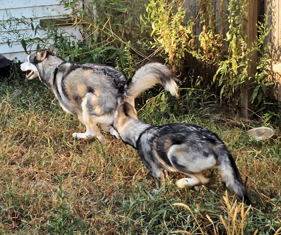 Izzy, Koozie, Keno, & Klutch ** UPDATED on 11-16-13** 076