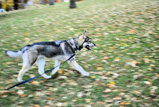 Izzy, Koozie, Keno, & Klutch ** UPDATED on 11-16-13** 293