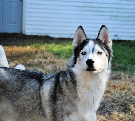 Izzy, Koozie, Keno, & Klutch ** UPDATED on 11-16-13** 108